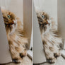 LIGHT & MINIMAL | Presets by Maxine Stevens