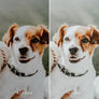 LIGHT & MINIMAL | Presets by Maxine Stevens