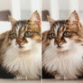 SOFT TONES | Presets by Maxine Stevens